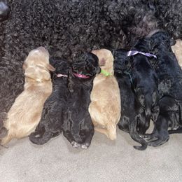 Goldendoodle puppies from Top of the Hill Doodles