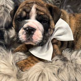 Alfalfa - Brindle male Bulldog puppy in Lakeland, Florida from Fur Love And Puppies