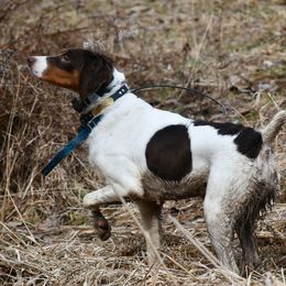 Oakley - Brittany