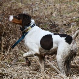 Oakley - Brittany
