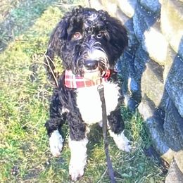 Philippe - Bernedoodle puppy from Little Lake Doodles