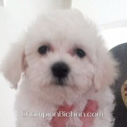 Bichon Frise Puppies from Champion Bichon