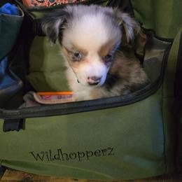 Medusa - Blue merle male Miniature Australian Shepherd puppy in Arlington, Texas from CopperHead Aussies