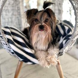 Appa - Yorkshire Terrier
