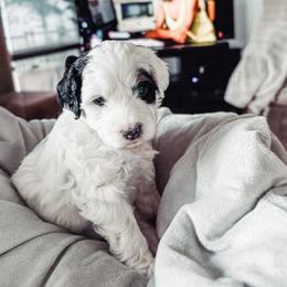 Purple Collar Florence - Black and white female Bernedoodle puppy in Camden, North Carolina from Fleury Farm Doodles NC