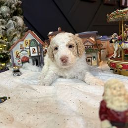 Pink - Parti female Poodle puppy in Vidor, Texas from East Bunch Poodles