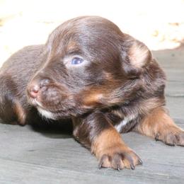 Cayenne - Red tri-color female Australian Shepherd puppy in Macon, Georgia from Shaina’s Shepherds