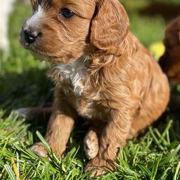 Cavapoo, Goldendoodle, and Poodle Puppies from Desert Valley Doodles