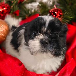 Shih Tzu Puppies from Mia AKC Shih Tzus
