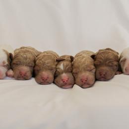 Goldendoodle puppies from Em & El Doodles