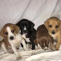 Beagles from Comstock Farms