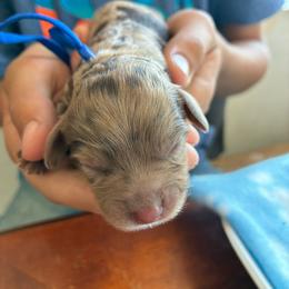 Hal - Merle male Cockapoo puppy in Adrian, Oregon from ApplebyFarm