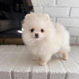 White girl - White female Pomeranian puppy in Youngstown, Ohio from Peachy Pomeranians
