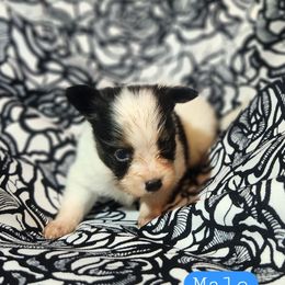 Niko - White black and tan male Papillon puppy in Myakka City, Florida from LaRae's Papillons