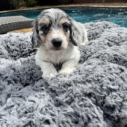 Frank Sinatra - Dapple male Dachshund puppy in Early, Texas from Ryan House Dachshunds