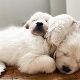 Golden Retrievers from Golden Crū