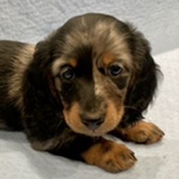 Dachshunds from RGZ Doxies