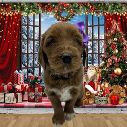 Girl 1 - female Goldendoodle puppy in Milwaukie, Oregon from Tiffany Marlow