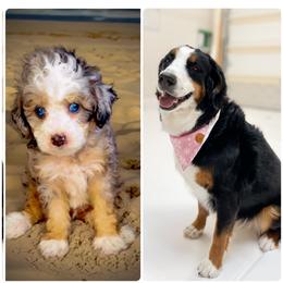 Bernedoodle puppies from Teddy Doodles & Standard Poodles
