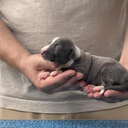 Girl 1 - Blue female Italian Greyhound puppy in Sugar Valley, Georgia from Pinnacle Farm and Kennel