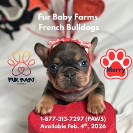 Merry - Tricolors female French Bulldog puppy in Michigan from Fur Baby Farms