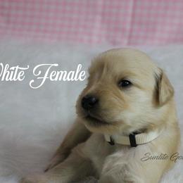 White collar girl - Golden female Golden Retriever puppy in Otis Orchards, Washington from Sunlite Golden Retrievers