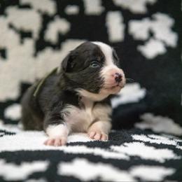 Confetti (Green) - Tri-color male Border Collie puppy in Lodi, California from R3 Sport Dogs (Rafter 3 Ranch)