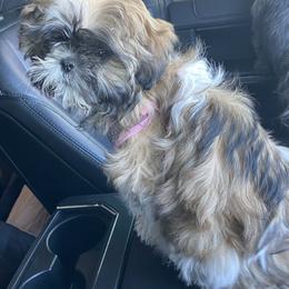 Shih Tzu Puppies from Willow Lane Shih Tzus