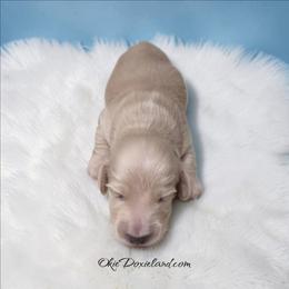 Ezra - Cream male Dachshund puppy in Oklahoma City, Oklahoma from OkieDoxieland Dachshunds