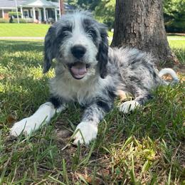 Tony Stark- Iron Man - male Australian Mountain Doodle puppy in Williamston, South Carolina from Sassy Bob’s Dogs