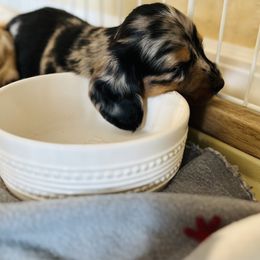 Dachshund Puppies from Doggie Dream House