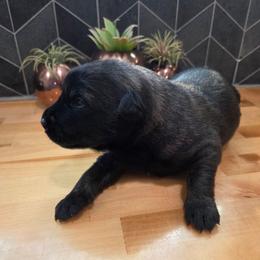 Beast (Dutch brindle male) - Black brindle male Dutch Shepherd puppy in Signal Mountain, Tennessee from Torgun Police Dogs