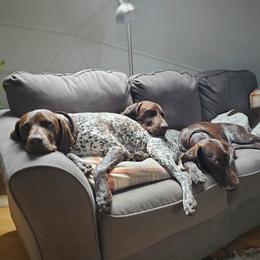 German Shorthaired Pointers from Trillium German Shorthaired Pointers