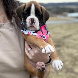 B2- Litter: Benelli - Black Collar Flashy Fawn Female - Fawn Boxer puppy in Alpine, New York from Kickin Rooster AKC Boxers