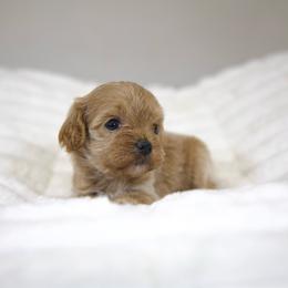 Wendy - Apricot female Cavapoo puppy in Queen Creek, Arizona from Dulcito Doodles