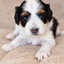 Minnie - Tri-color female Cavapoo puppy in Yuciapa, California from AlltheDoodlez_