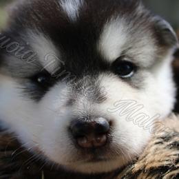 Alaskan Malamute Puppies from Sequoia Timber Malamutes