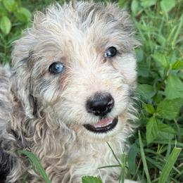 Carolina - Blue merle female Aussiedoodle puppy in Four Oaks, North Carolina from RoseWest Farms