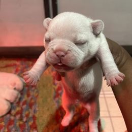 French Bulldog Puppies from Frenchie of New York