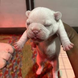 French Bulldog Puppies from Frenchie of New York