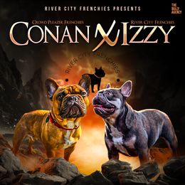 French Bulldog puppies from River City Frenchies