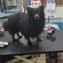 Blu - Pomeranian
