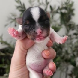 Yorkshire Terrier Puppies from Mike's Puppies