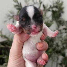 Yorkshire Terrier Puppies from Mike's Puppies