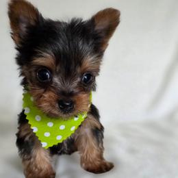 Pepper's Boy 5 - Black and tan male Yorkshire Terrier puppy in Aiken, South Carolina from Sio's Yorkies