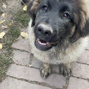 Leonberger Puppies from Flatirons Leonbergers