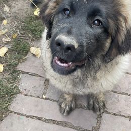 Leonberger Puppies from Flatirons Leonbergers