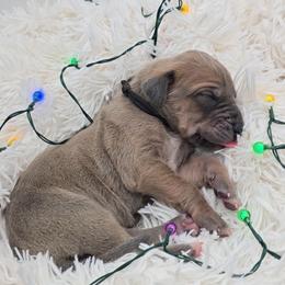 Igor - Blue male Great Dane puppy in Caldwell, Idaho from Miner's Dynamic Danes