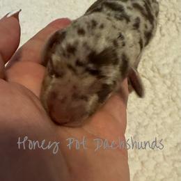 Knox - Dapple male Dachshund puppy in Glen Saint Mary, Florida from 🍯 Honey Pot Dachshunds 🐾