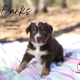 Banks RTM - Red tri male Miniature Australian Shepherd puppy in Nacogdoches, Texas from TK Standard, Mini, & Toy Aussies